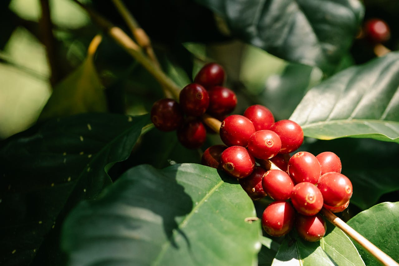 The Basics of Liberica Coffee Bean Variety