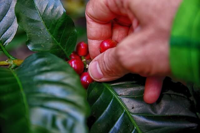 Picking coffee cherries from the tree