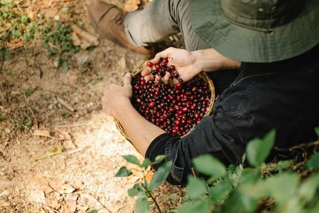 A man picking coffee berries