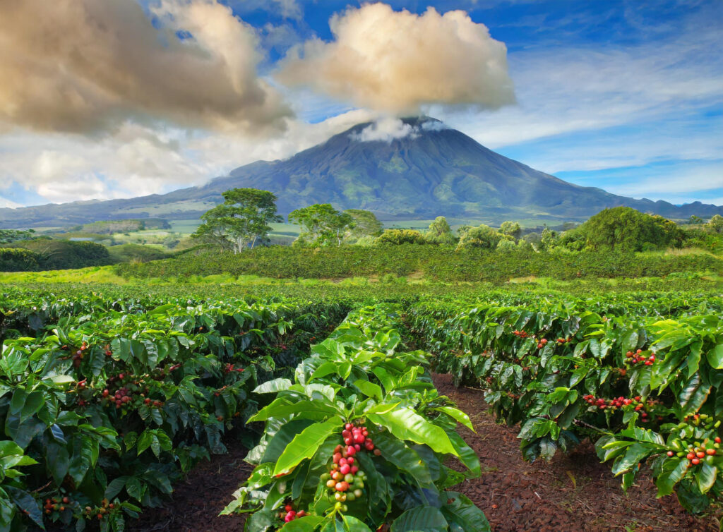 Kona Coffee plantation
