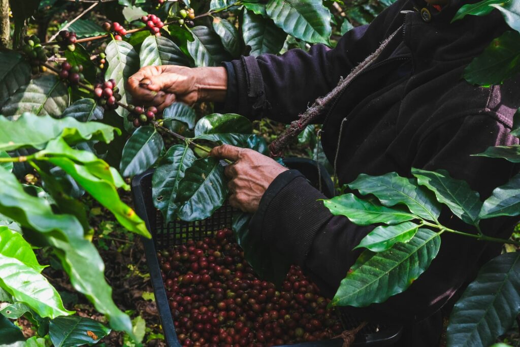 Farmers Harvest Ripe Coffee Beans