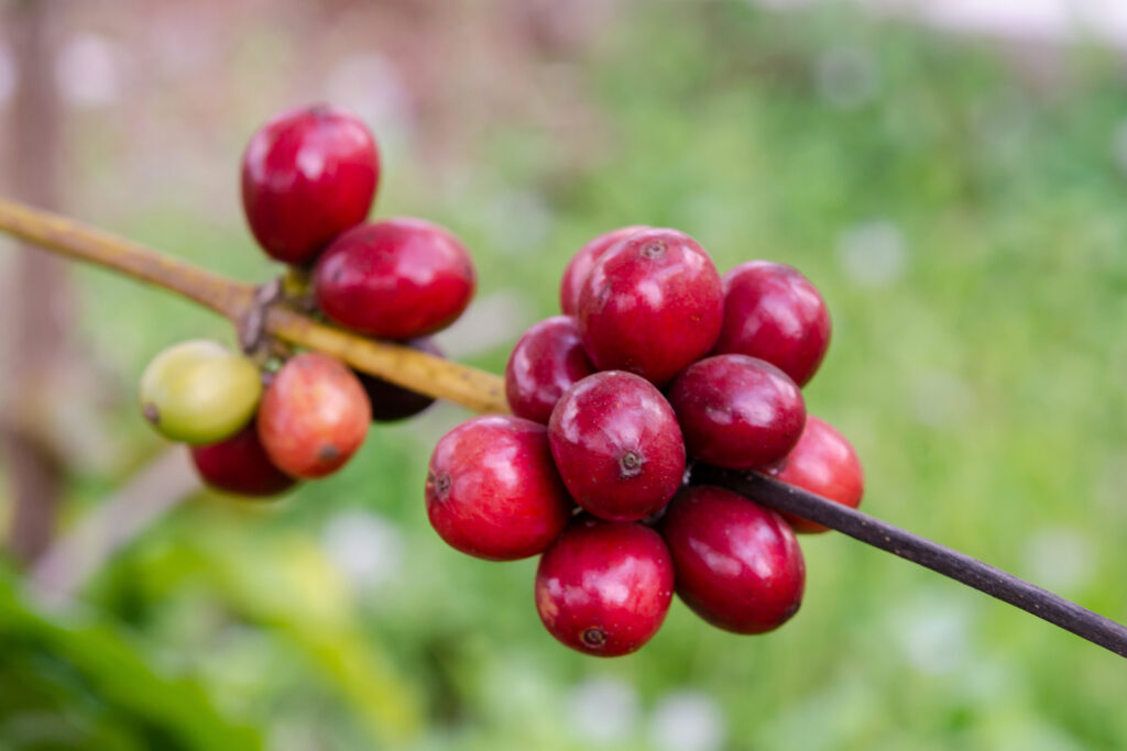 Fresh coffee beans on coffee tree