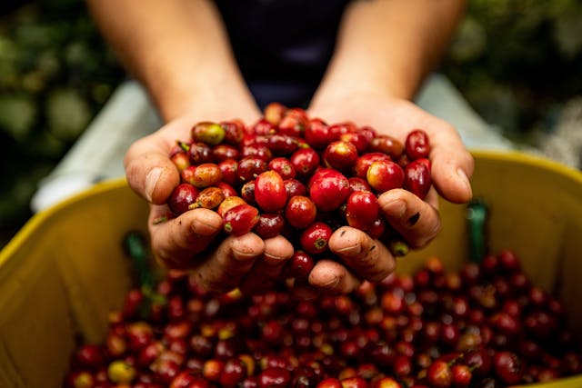 A Person Holding Coffee Cherries